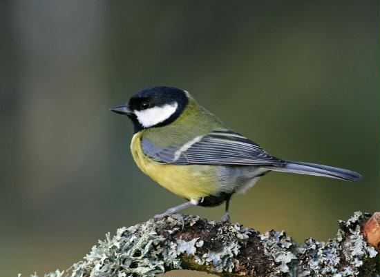 Great Tit <i>Parus major</i>