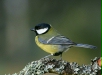 Great Tit
