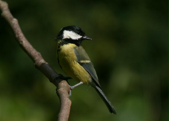 Great Tit <i>Parus major</i>