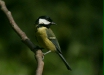 Great Tit