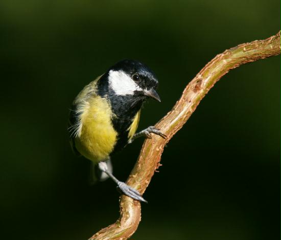 Great Tit <i>Parus major</i>
