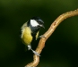 Great Tit