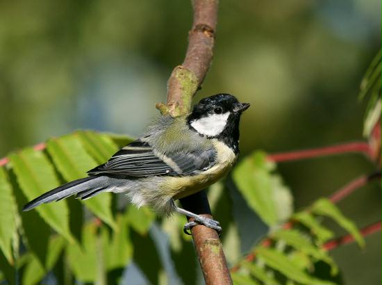 Great Tit <i>Parus major</i>