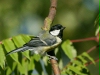 Great Tit