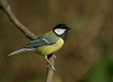 Great Tit