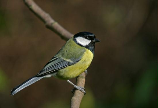 Great Tit <i>Parus major</i>