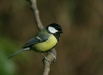 Great Tit