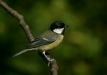 Great Tit