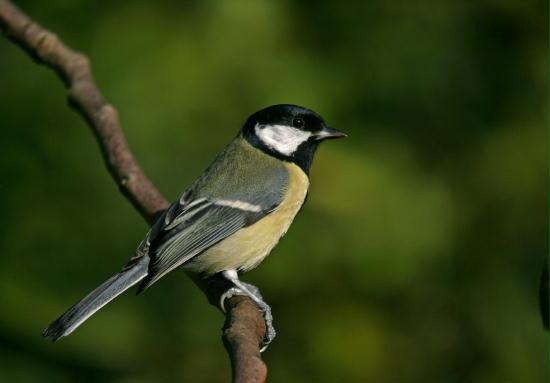 Great Tit <i>Parus major</i>