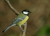 Great Tit