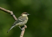 Great Tit