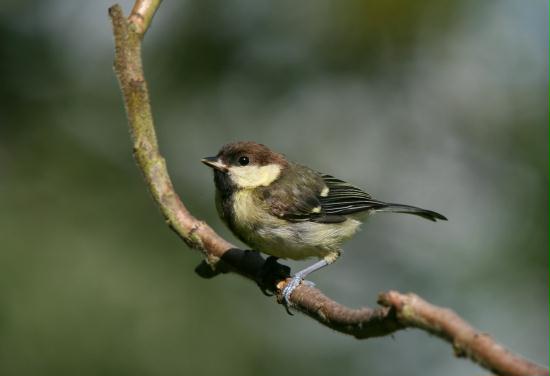 Great Tit <i>Parus major</i>
