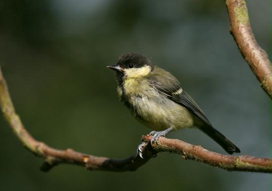 Great Tit <i>Parus major</i>