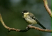 Great Tit