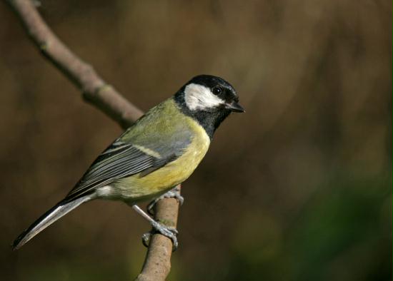 Great Tit <i>Parus major</i>
