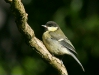 Great Tit