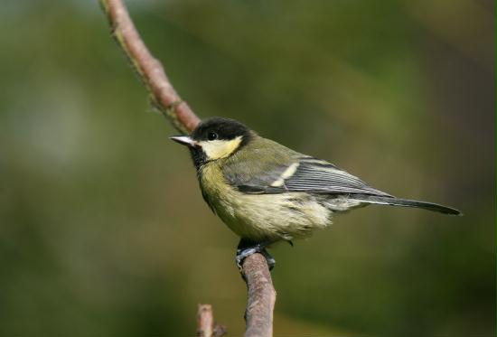 Great Tit <i>Parus major</i>