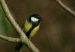 Great Tit