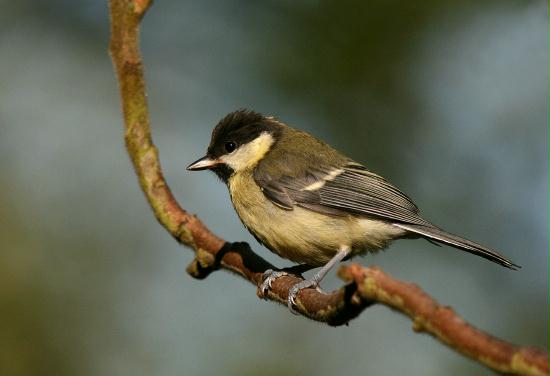 Great Tit <i>Parus major</i>