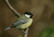 Great Tit