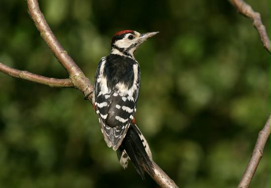 Great Spotted Woodpecker <i>Dendrocopos major</i>