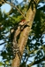 Great Spotted Woodpecker <i>Dendrocopos major</i>