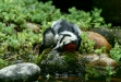 Great Spotted Woodpecker <i>Dendrocopos major</i>