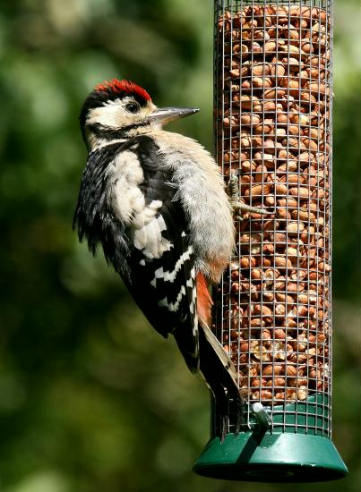 Great Spotted Woodpecker <i>Dendrocopos major</i>