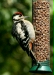 Great Spotted Woodpecker <i>Dendrocopos major</i>