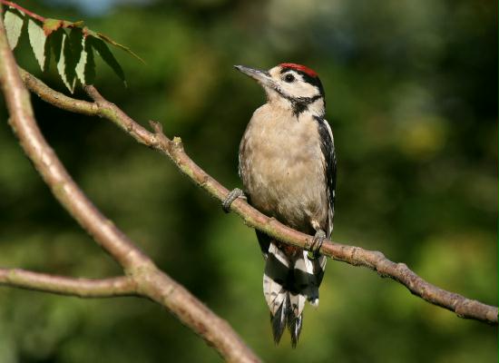 Great Spotted Woodpecker <i>Dendrocopos major</i>