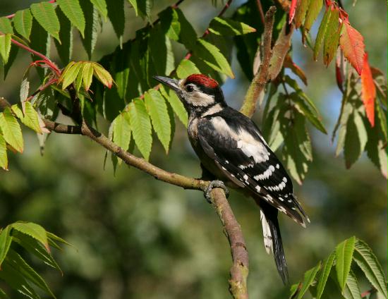 Great Spotted Woodpecker <i>Dendrocopos major</i>