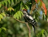 Great Spotted Woodpecker <i>Dendrocopos major</i>