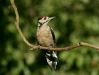 Great Spotted Woodpecker <i>Dendrocopos major</i>