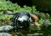 Great Spotted Woodpecker <i>Dendrocopos major</i>