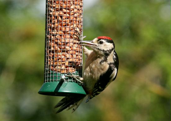Great Spotted Woodpecker <i>Dendrocopos major</i>