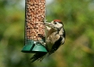 Great Spotted Woodpecker <i>Dendrocopos major</i>