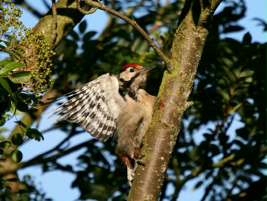 Great Spotted Woodpecker <i>Dendrocopos major</i>