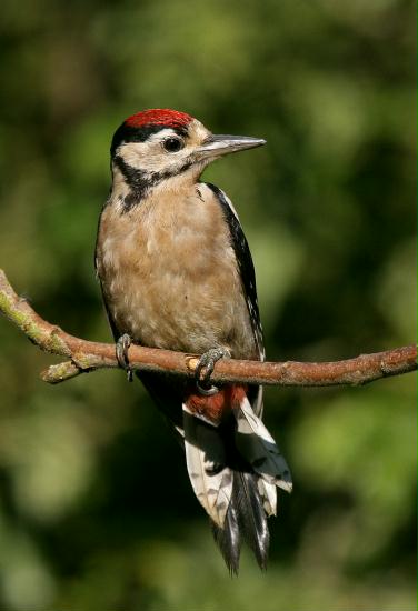 Great Spotted Woodpecker <i>Dendrocopos major</i>