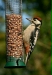 Great Spotted Woodpecker <i>Dendrocopos major</i>
