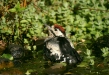 Great Spotted Woodpecker <i>Dendrocopos major</i>