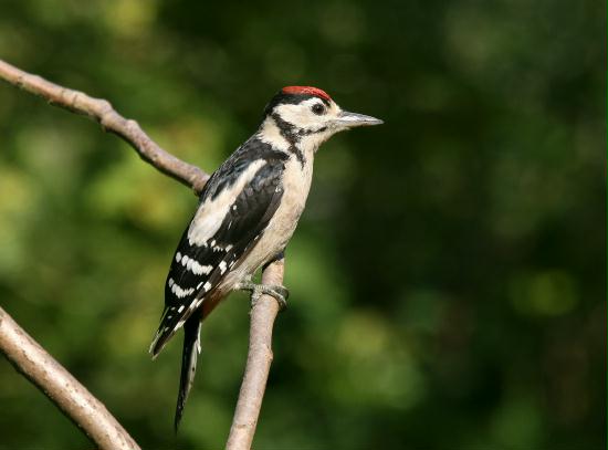 Great Spotted Woodpecker <i>Dendrocopos major</i>