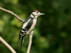 Great Spotted Woodpecker <i>Dendrocopos major</i>