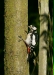 Great Spotted Woodpecker <i>Dendrocopos major</i>