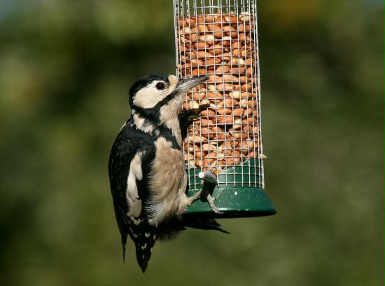 Great Spotted Woodpecker <i>Dendrocopos major</i>