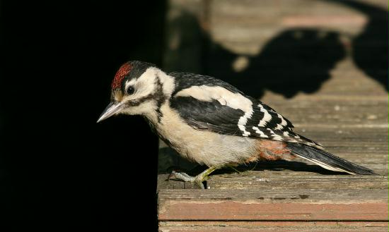 Great Spotted Woodpecker <i>Dendrocopos major</i>