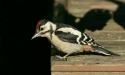 Great Spotted Woodpecker <i>Dendrocopos major</i>