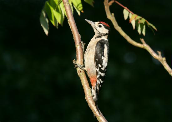 Great Spotted Woodpecker <i>Dendrocopos major</i>