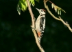 Great Spotted Woodpecker <i>Dendrocopos major</i>