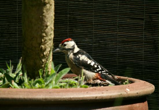 Great Spotted Woodpecker <i>Dendrocopos major</i>