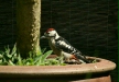 Great Spotted Woodpecker <i>Dendrocopos major</i>